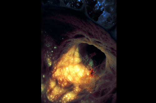 ��ƿ���d����r