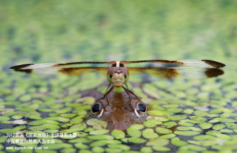 ��Ȼ�һ�Ȫ�(ji��ng)��С����